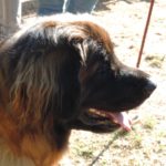 Leonberger Hund