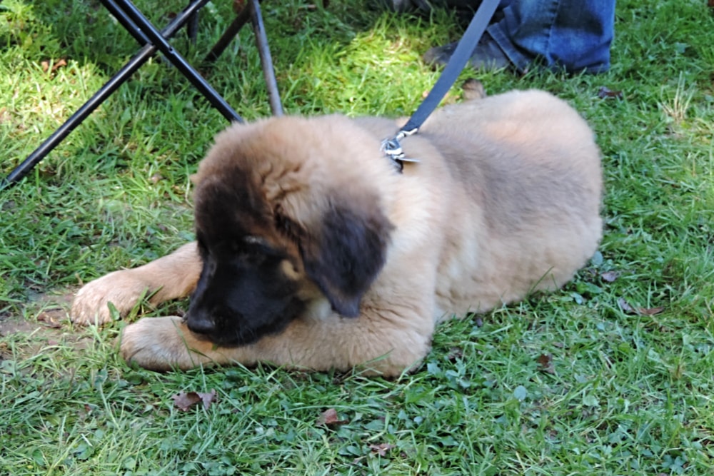 Leonberger Hund, Welpe
