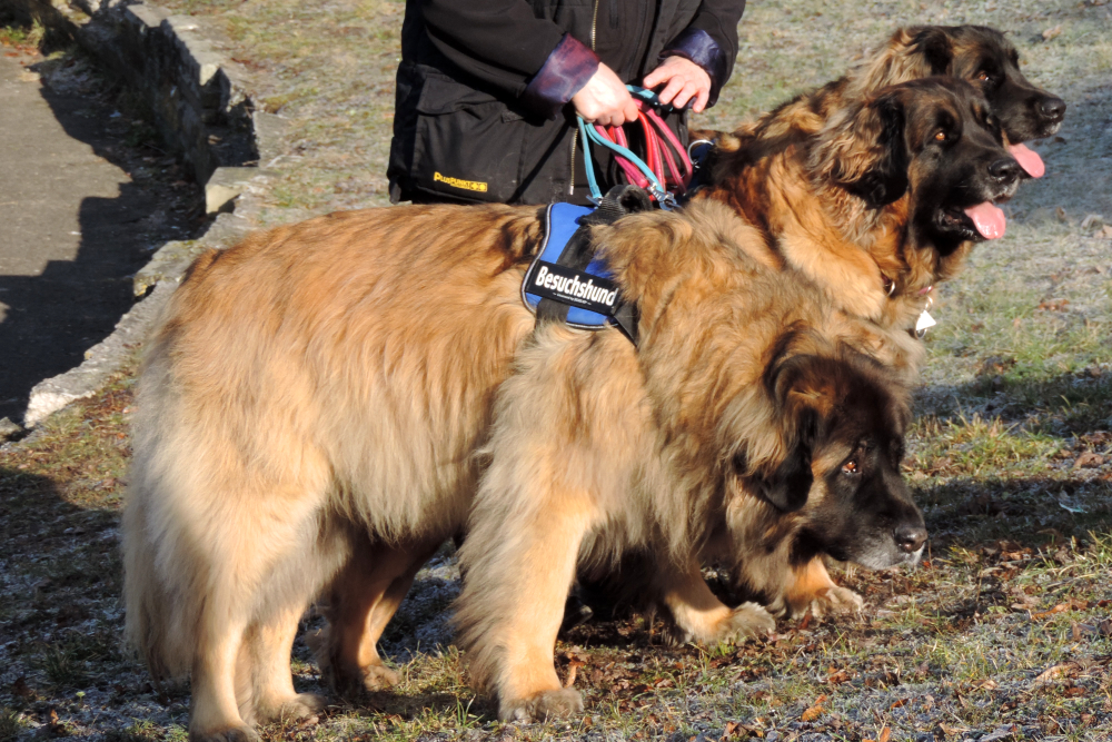 Leonberger Hunde