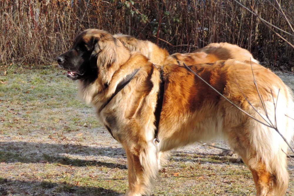 Leonberger Hunde