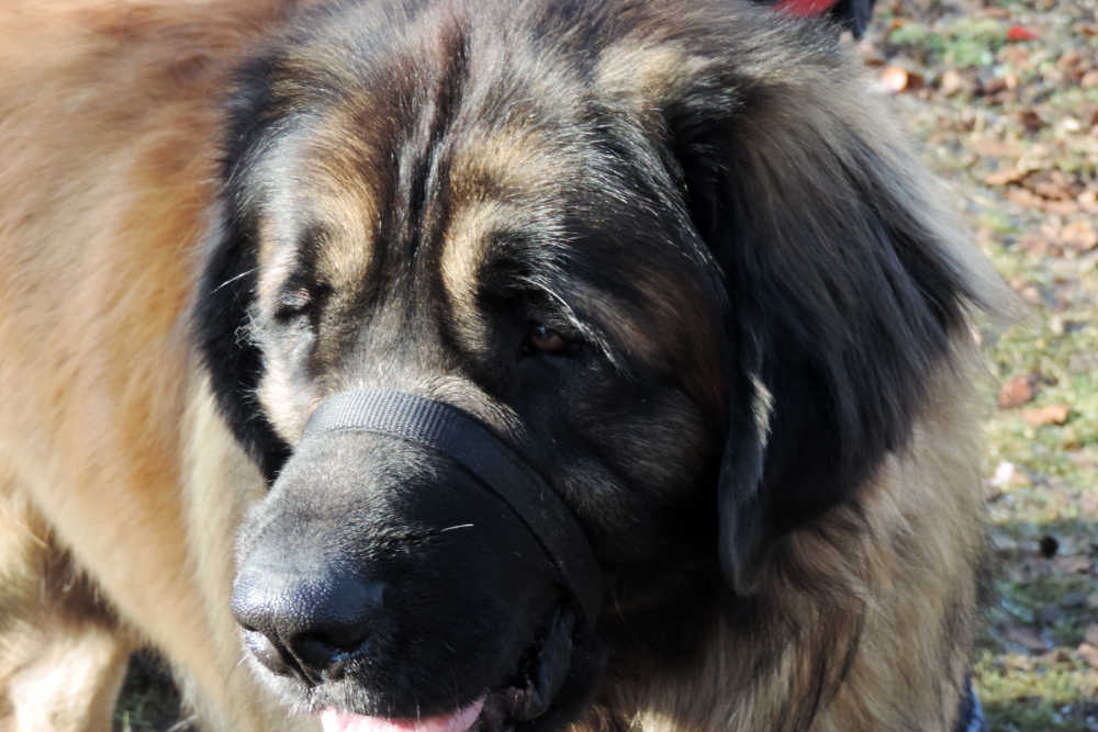 Leonberger Hund