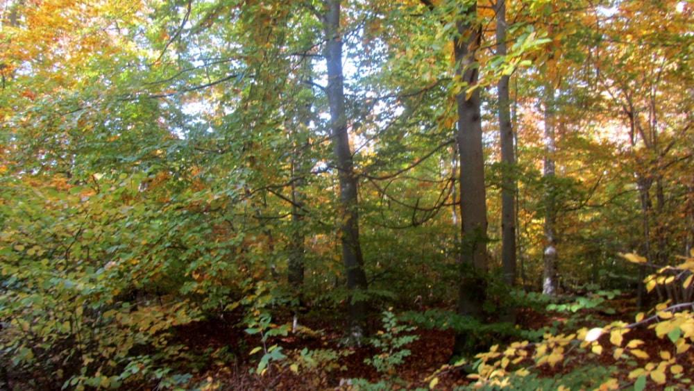 Wald rund um Leonberg
