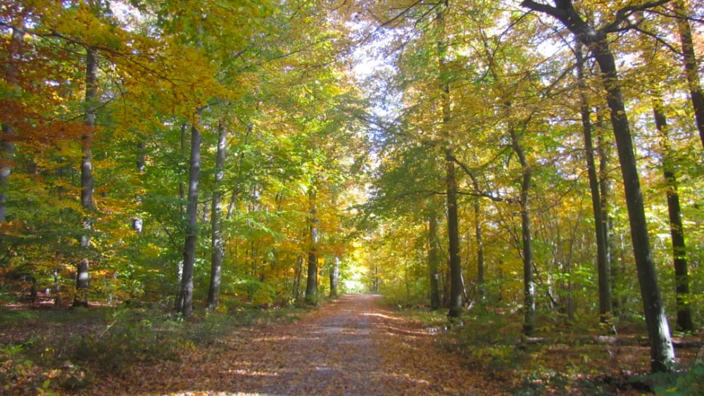 Wald in Leonberg