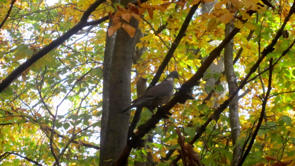 Eine Taube im Baum