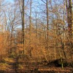 Wald rund um Leonberg