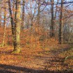 Wald in Leonberg