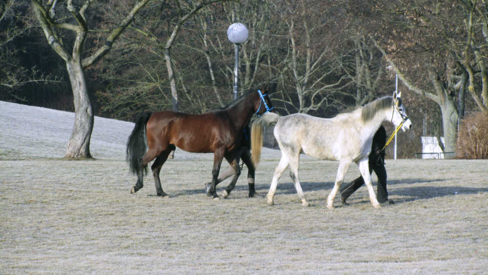 Pferdemarkt