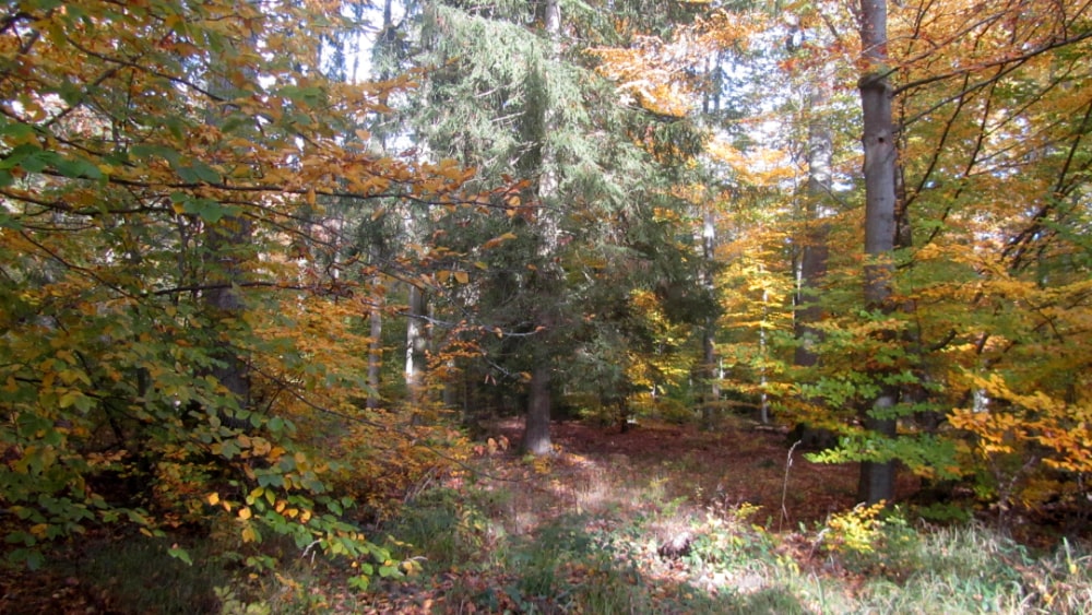 Wald um den Rappenhof