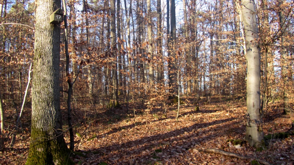 Wald