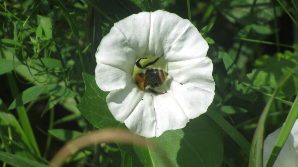 eine weiße Blüte mit einer Biene