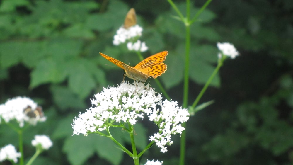 Eine Blütendolde mit einem Schmetterling