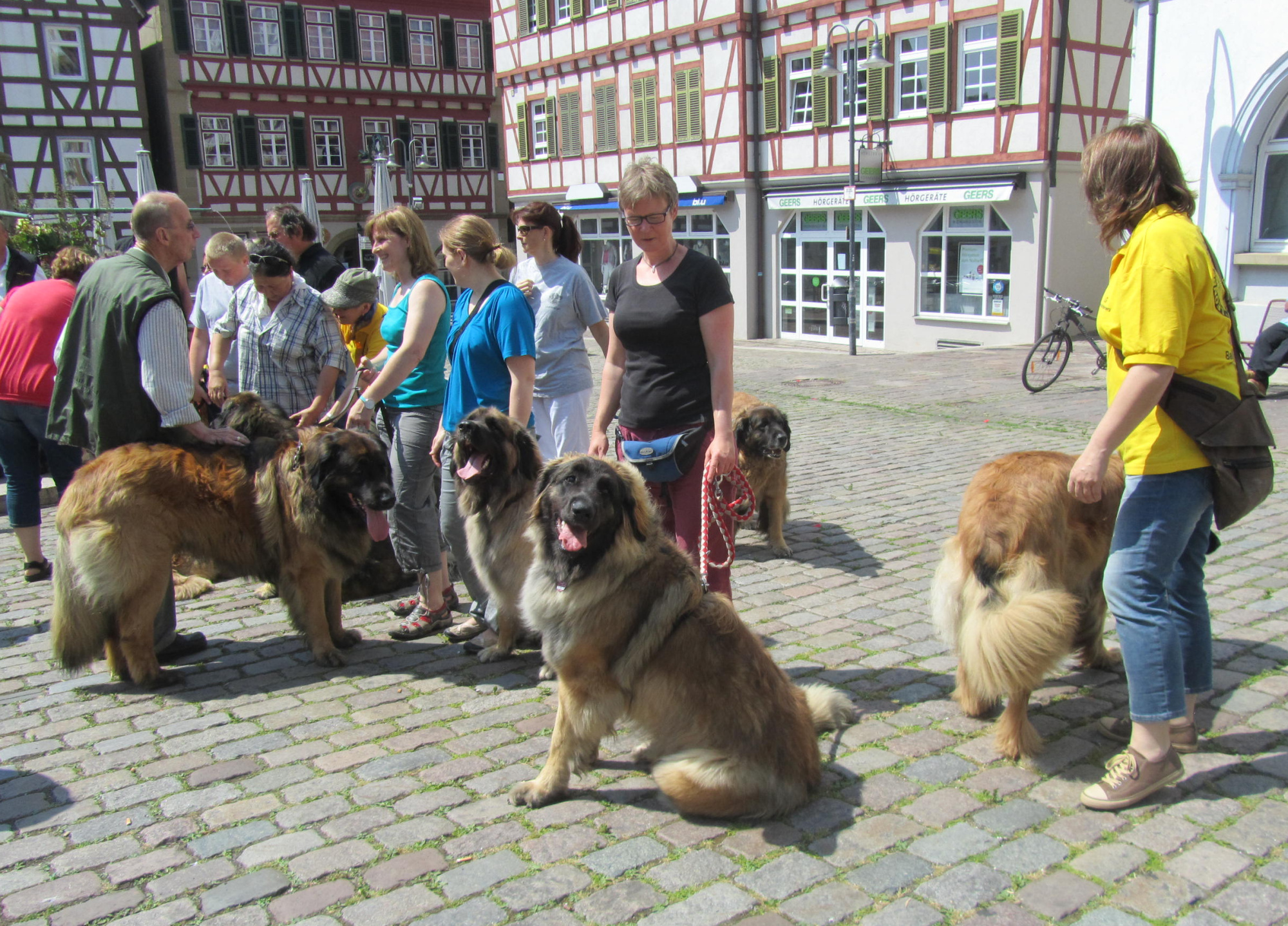Leonberger Hunde