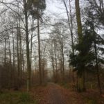 Waldspaziergang