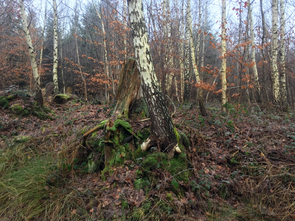 Waldspaziergang