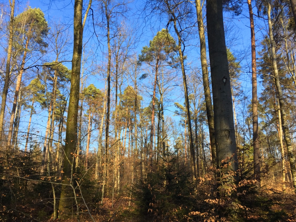 Waldspaziergang