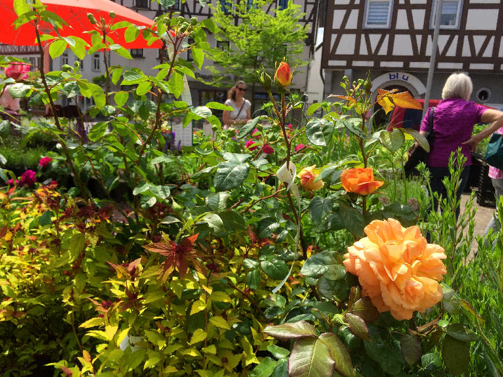 Staudenmarkt am Marktplatz