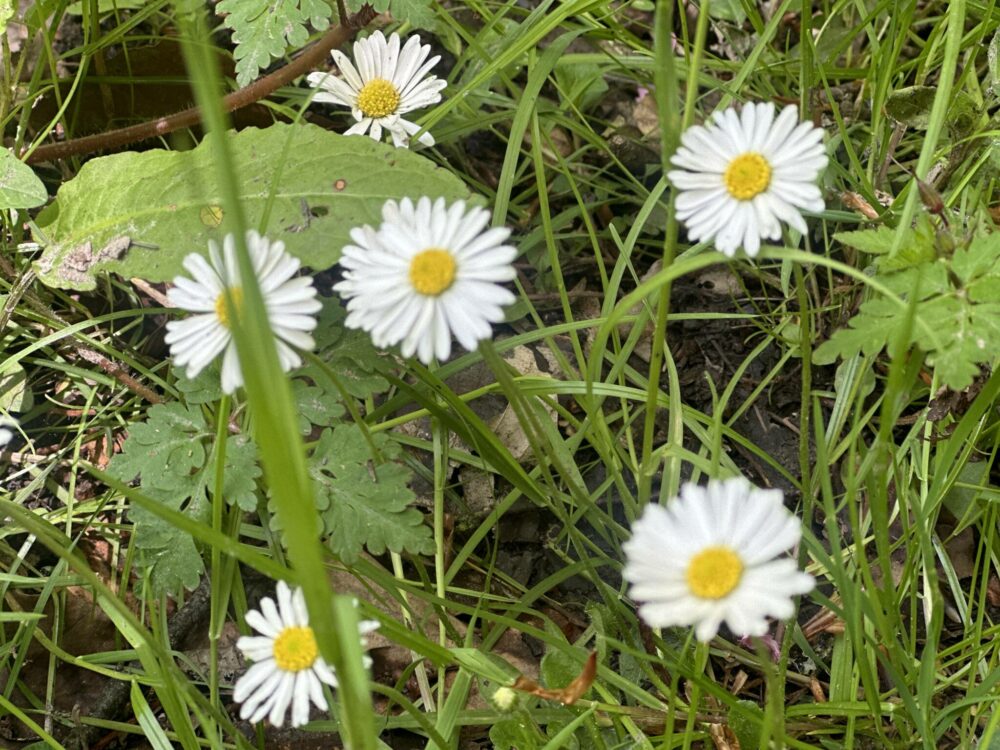 Gänseblümchen