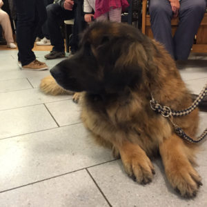 Leonberger Hund